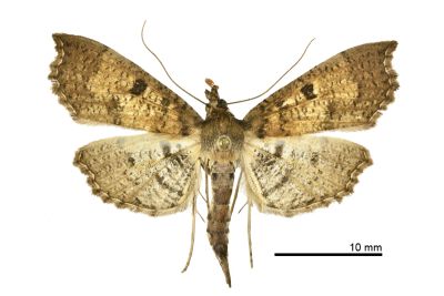黑紋蠟野螟蛾 Ceratarcha umbrosa 雄蟲