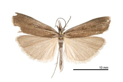 Crambus tomanaellus 雌蟲