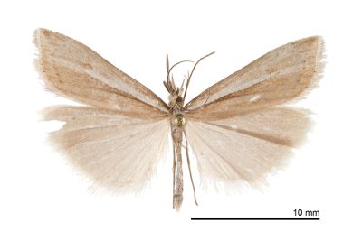 Crambus tomanaellus 雄蟲