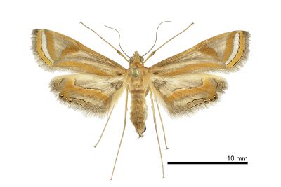 圓斑水螟蛾 Eoophyla gibbosalis 雌蟲