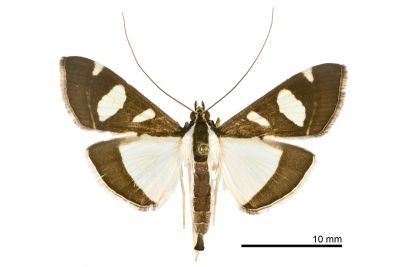 三斑絹野螟蛾 Glyphodes actorionalis 雄蟲