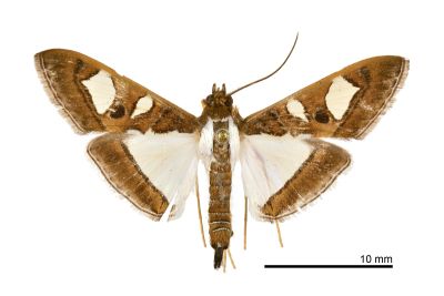 雙點絹野螟蛾 Glyphodes bivitralis 雄蟲