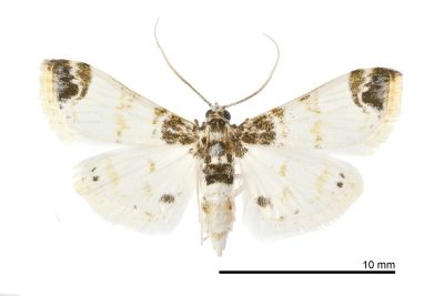 黑頂白翅野螟蛾 Analyta apicalis 雌蟲