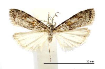 Eudonia inouei 雄蟲