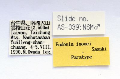 Eudonia inouei