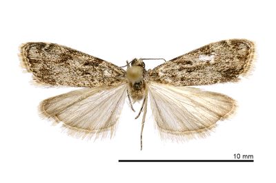 Eudonia puellaris 雌蟲