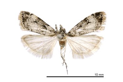 Eudonia apicifusca 雄蟲