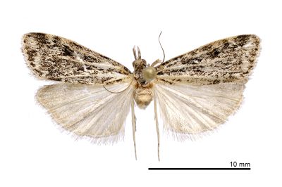 Eudonia gigantea