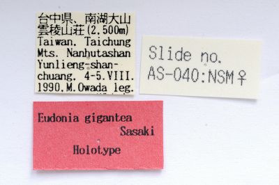 Eudonia gigantea