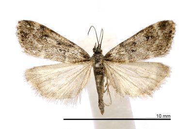 Eudonia owadai