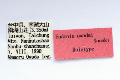 Eudonia owadai