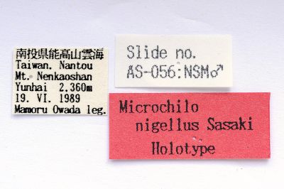 Microchilo nigellus