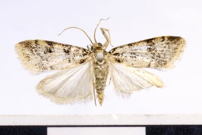Micraglossa manoi