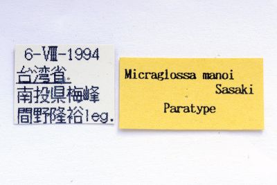 Micraglossa manoi