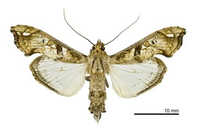 亞刺桐蛀果螟蛾 Terastia subjectalis 雌蟲