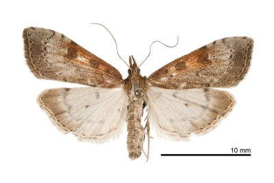 大禹嶺紅痣纓突野螟蛾 Udea stigmatalis tayulingensis 雌蟲