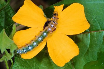 黃脊絲角野螟蛾 Filodes fulvidorsalis
