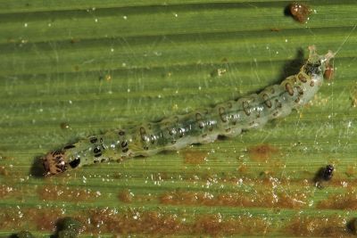 Omiodes bianoralis