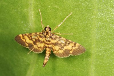 黃斑海野螟 Tatobotys aurantialis 雄蟲