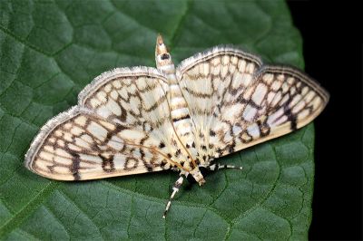 Haritalodes derogatus 雄蟲
