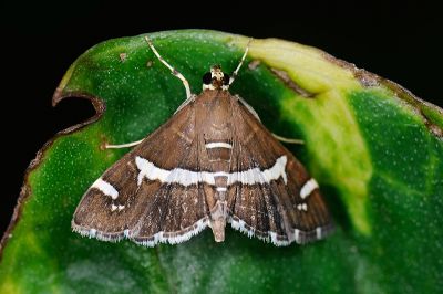 甜菜白帶野螟蛾 Spoladea recurvalis 雌蟲