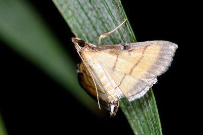 瘤野螟蛾 Cnaphalocrocis medinalis 雄蟲