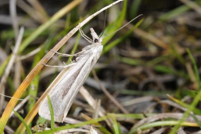 新高山草螟蛾 Crambus niitakaensis 雄蟲