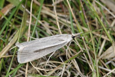 新高山草螟蛾 Crambus niitakaensis 雄蟲