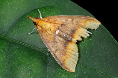 後泛黃麗斑野螟蛾 Lipararchis tranquillalis 雌蟲