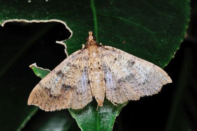 黑紋蠟野螟蛾 Ceratarcha umbrosa 雌蟲