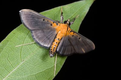 黃脊絲角野螟蛾 Filodes fulvidorsalis 雄蟲