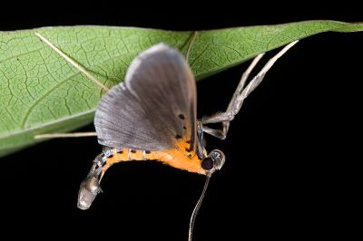 黃脊絲角野螟蛾 Filodes fulvidorsalis 雄蟲