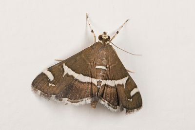 甜菜白帶野螟蛾 Spoladea recurvalis 雌蟲