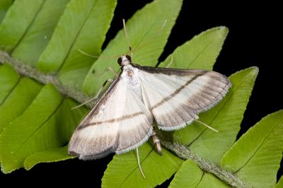 黑緣暗野螟蛾 Bradina diagonalis 雄蟲