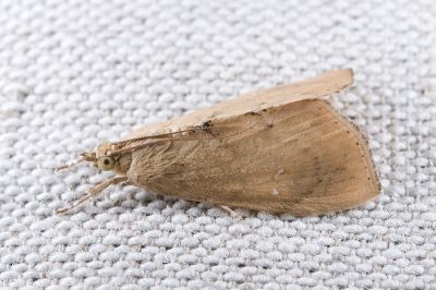 大菜心毛螟蛾 Crocidolomia pavonana 雌蟲