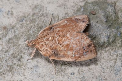 斑菜心毛螟蛾 Crocidolomia subhirsutalis 雄蟲