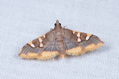 黃缘狭翅野螟蛾 Prophantis adusta 雌蟲