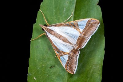 Agrioglypta eurytusalis 雄蟲