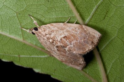 大菜心毛螟蛾 Crocidolomia pavonana 雌蟲