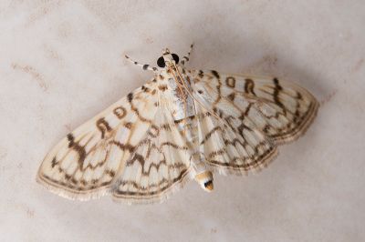 Haritalodes derogatus 雌蟲