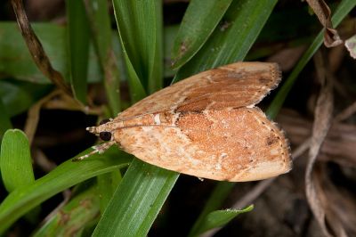 大菜心毛螟蛾 Crocidolomia pavonana 雌蟲