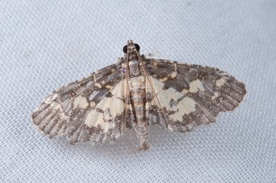 Eurrhyparodes tricoloralis 雄蟲
