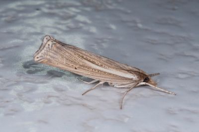 稻巢草螟蛾 Ancylolomia japonica 雄蟲