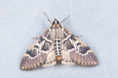 阿里山黑帶野螟蛾 Parbattia arisana 雌蟲