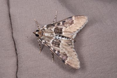 阿里山黑帶野螟蛾 Parbattia arisana 雄蟲