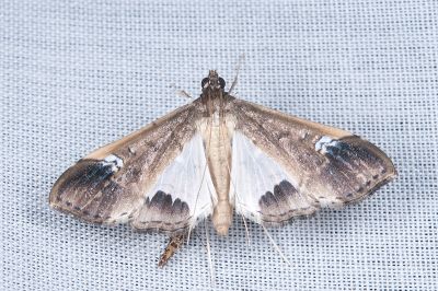 細紋豆莢野螟蛾 Maruca amboinalis 雌蟲