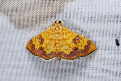 黃翅長距野螟蛾 Isocentris filalis 雌蟲