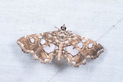 臺灣波水螟蛾 Paracymoriza taiwanalis 雄蟲