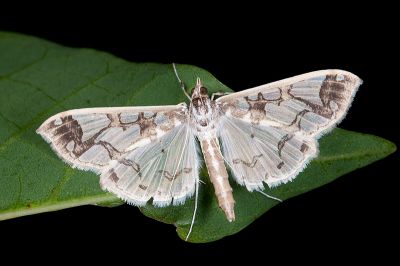 斷斑白紗野螟蛾 Polythlipta divaricata 雄蟲