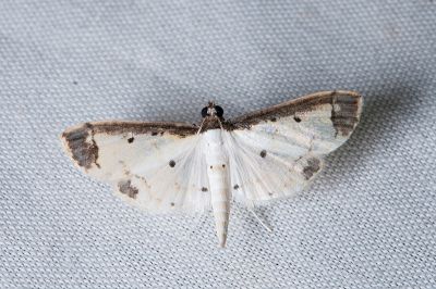 Agrotera leucostola 雄蟲